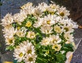 A bunch of Shasta Daisies. Royalty Free Stock Photo